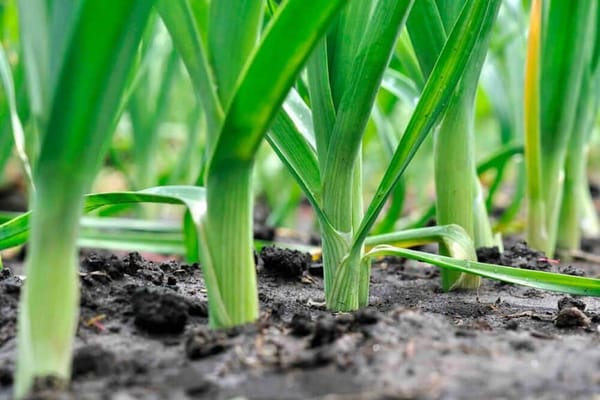 Le potager de la sécession du 3 au 9 avril, par Frédéric Cadiou