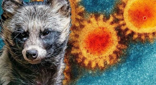 Covid-19 : la thèse sur l’origine animale revient sur la table