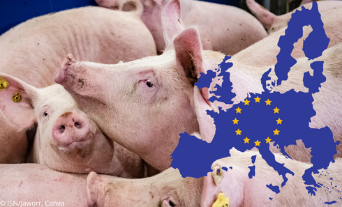 Rein de porc : manger, non ! transplanter, oui ! par Ulrike Reisner