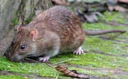 Exterminer le surmulot ? Mieux vaut taxer le Parigot ! par Modeste Schwartz