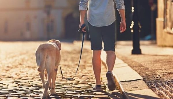 Robert Ménard, biopoliticien de la crotte, par Modeste Schwartz