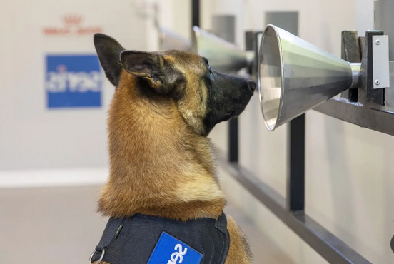 Des chiens plus efficaces que les tests PCR pour détecter le Covid