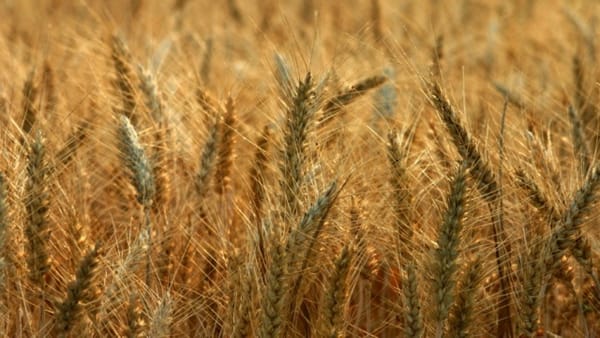 BRICS : Great Reset ou Grande  Libération ?