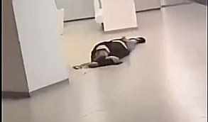 De Gaza à Bruxelles : une « libanisation » en marche ?