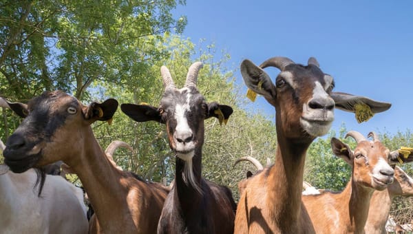 Chaperon : « la sécurité sociale torpille l’agriculture française »