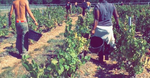 Des immigrés pour occuper des emplois vacants dans les fermes