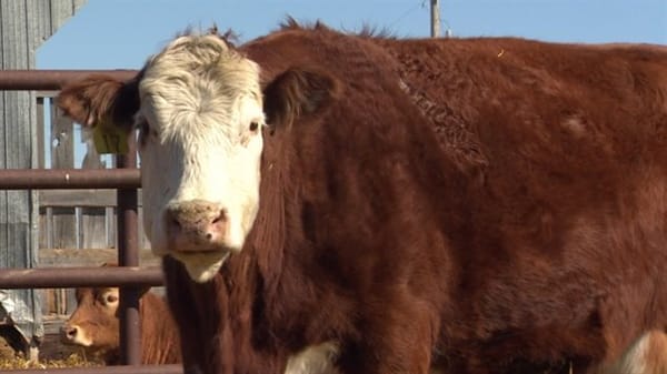 Le CETA au Sénat : guerre de lobbies derrière la farce du protectionnisme