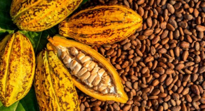 Chaud, cacao ! par Florent Machabert