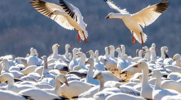 Canada : les restrictions COVID ont modifié le comportement des oies des neiges