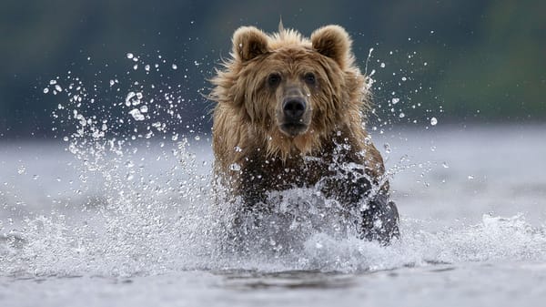 Le fiasco ukrainien de Koursk et la fausse lenteur russe