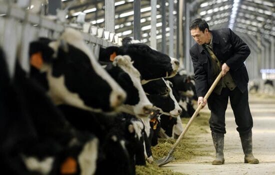 Chine : la crise COVID a fait bondir les émissions de carbone agricoles