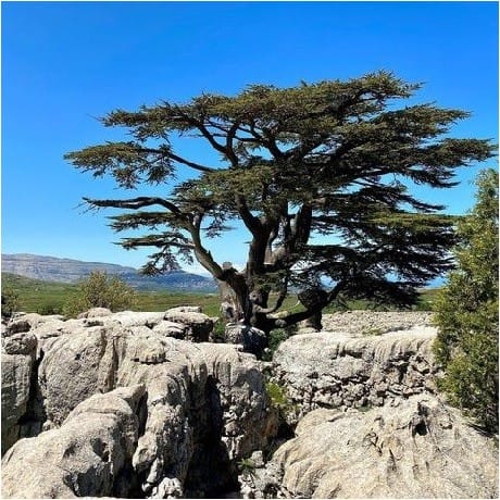 Concert d’oiseaux nocturne sur un cèdre du Liban