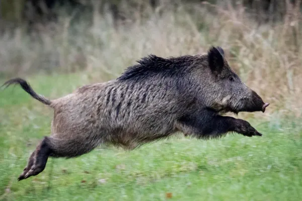 Le sanglier Rillette triomphe de la bureaucratie française
