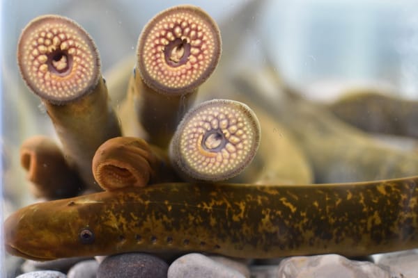 Grands Lacs: l’explosion des « poissons vampires » après les confinements COVID inquiète les scientifiques