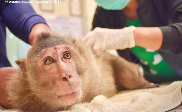 Les animaux de laboratoire, un commerce lucratif pour Maurice menacé par les droits de douane de Trump