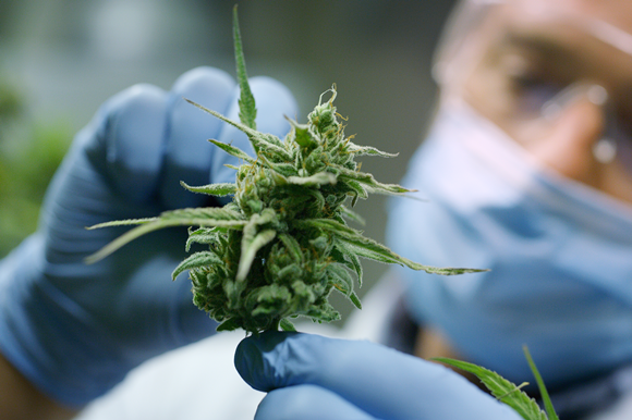 Cannabis thérapeutique