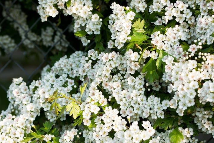 Phytothérapie : comment utiliser l’aubépine correctement ?