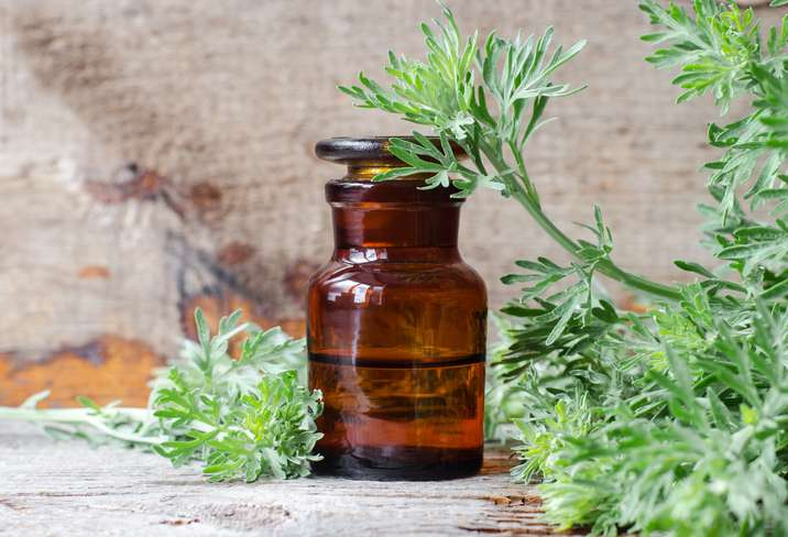 Artemisia annua : cette plante peut-elle réellement sauver des vies ?