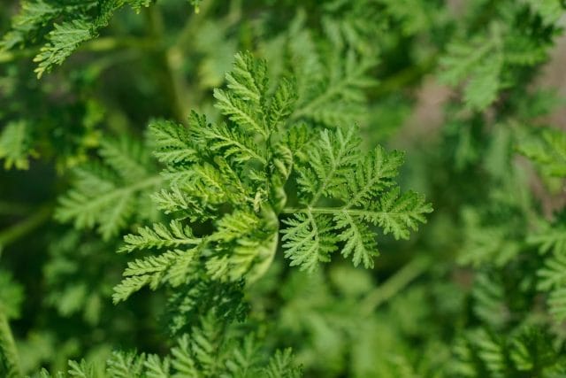 Pourquoi un tel engouement pour l’Artemisia : variétés, bienfaits, culture…