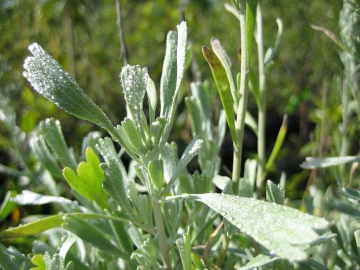 Comment expliquer le succès de l’artemisia tridentée ?
