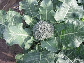 Pourquoi le brocoli est notre bienfaiteur, par Frédéric Cadiou