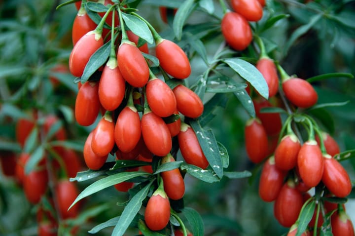 Les baies de goji séchées pourraient protéger contre la perte de vision liée à l’âge