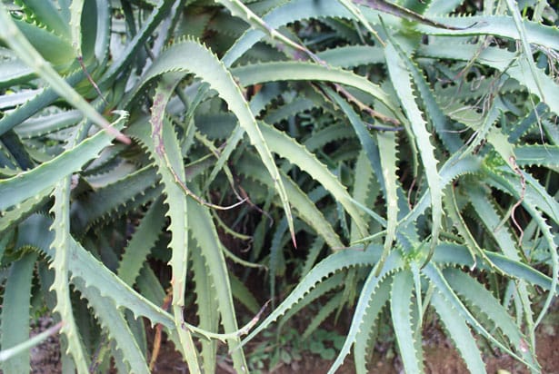 Le jus d’aloe vera est bénéfique pour la santé : une idée reçue ?