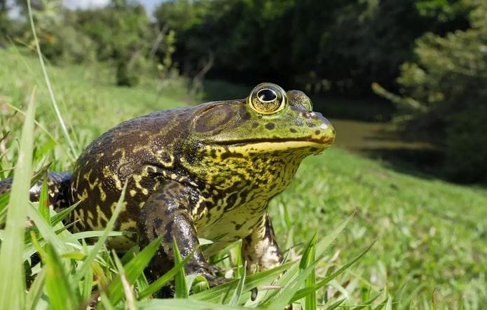 Grenouille taureau : combien d’étoiles Michelin ? par Modeste Schwartz