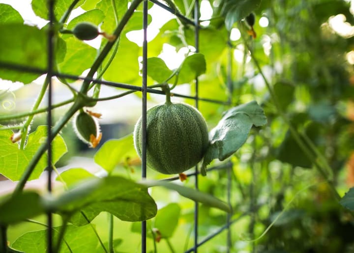 Potager de la sécession : les semailles de la semaine, par Frédéric Cadiou