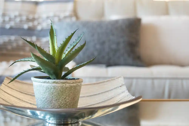 Comment mieux dormir ? 8 plantes d’intérieur à placer dans votre chambre