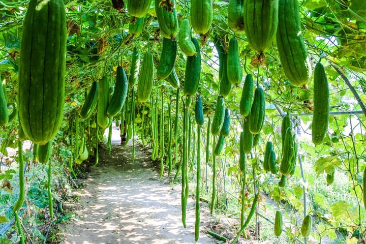 Potager : c’est la semaine des courgettes, par Frédéric Cadiou