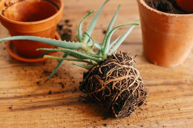 Je voudrais rempoter mon aloe vera. Comment faire ?