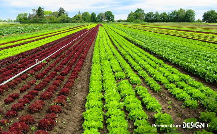 « La permaculture est productive, mais exige du travail »