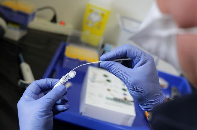 Nanocorps de lama : la nouvelle arme contre les mutations du coronavirus