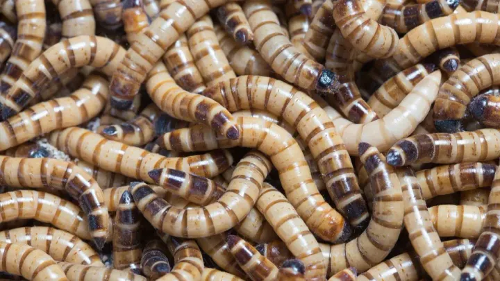 Les vers de farine débarquent dans votre assiette ce lundi 10 février – régalez-vous !